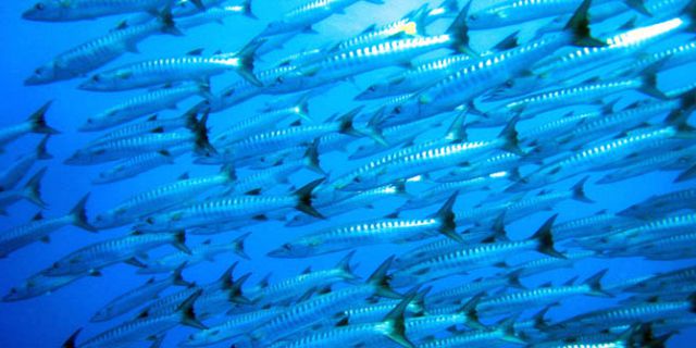 Underwater sea walk mauritius (8)